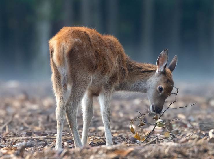 Abruzzo e gli incontri con gli animali