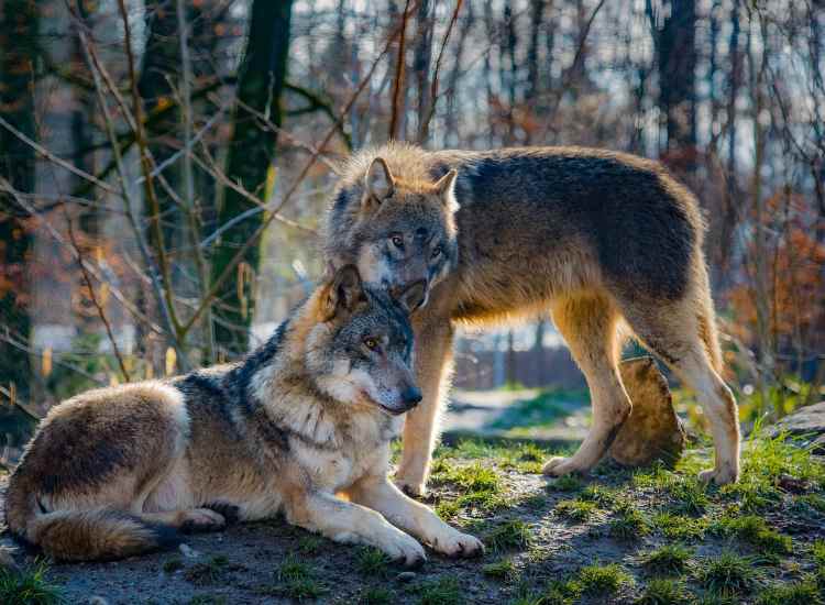 Come comportarsi in caso di avvistamento di un lupo