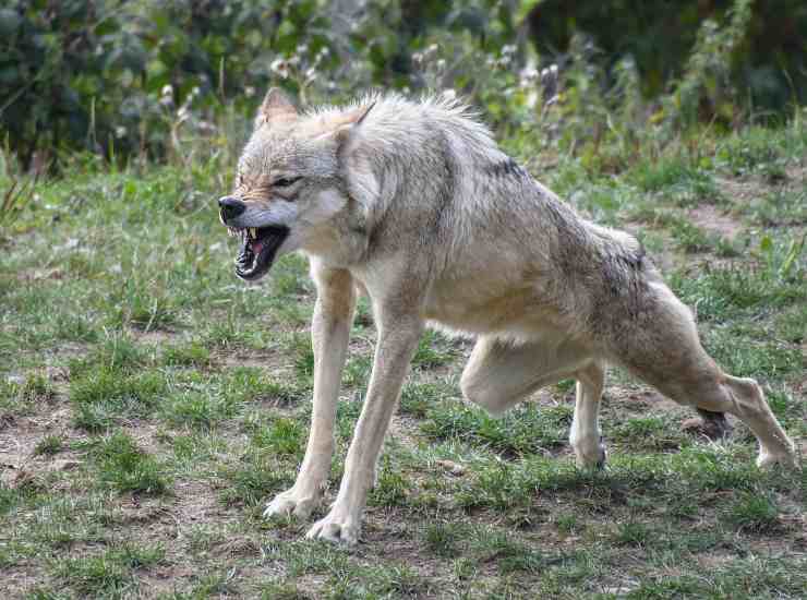 Turista attaccato da un lupo