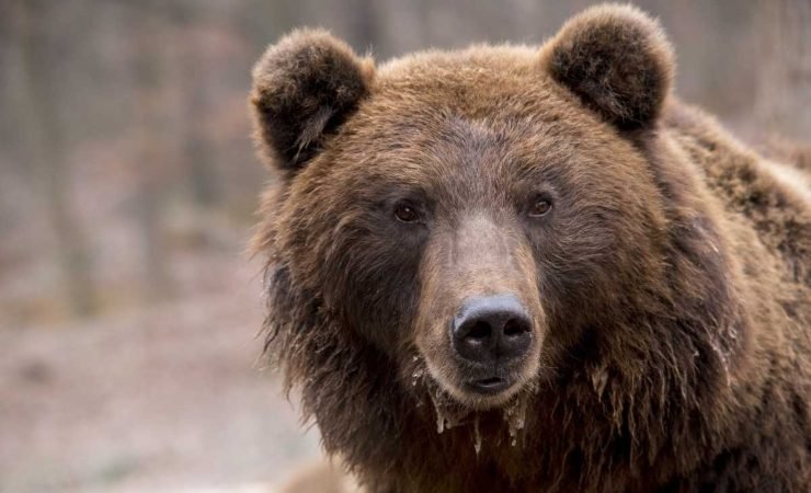 L'orso bruno marsicano è a rischio per via della delibera della Regione