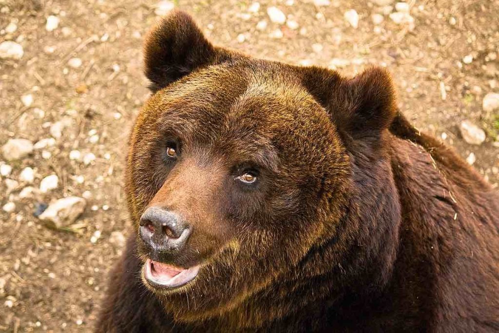 Orso dell'Abruzzo