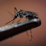 Primo caso di Dengue in Abruzzo