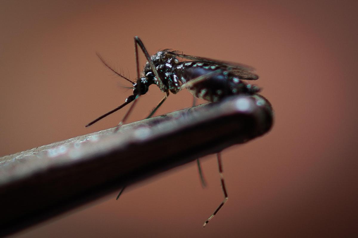 Primo caso di Dengue in Abruzzo