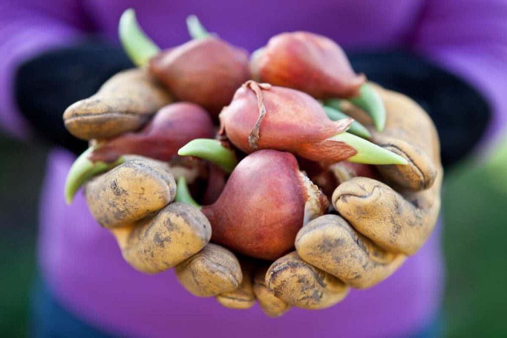 bulbi da piantare a settembre