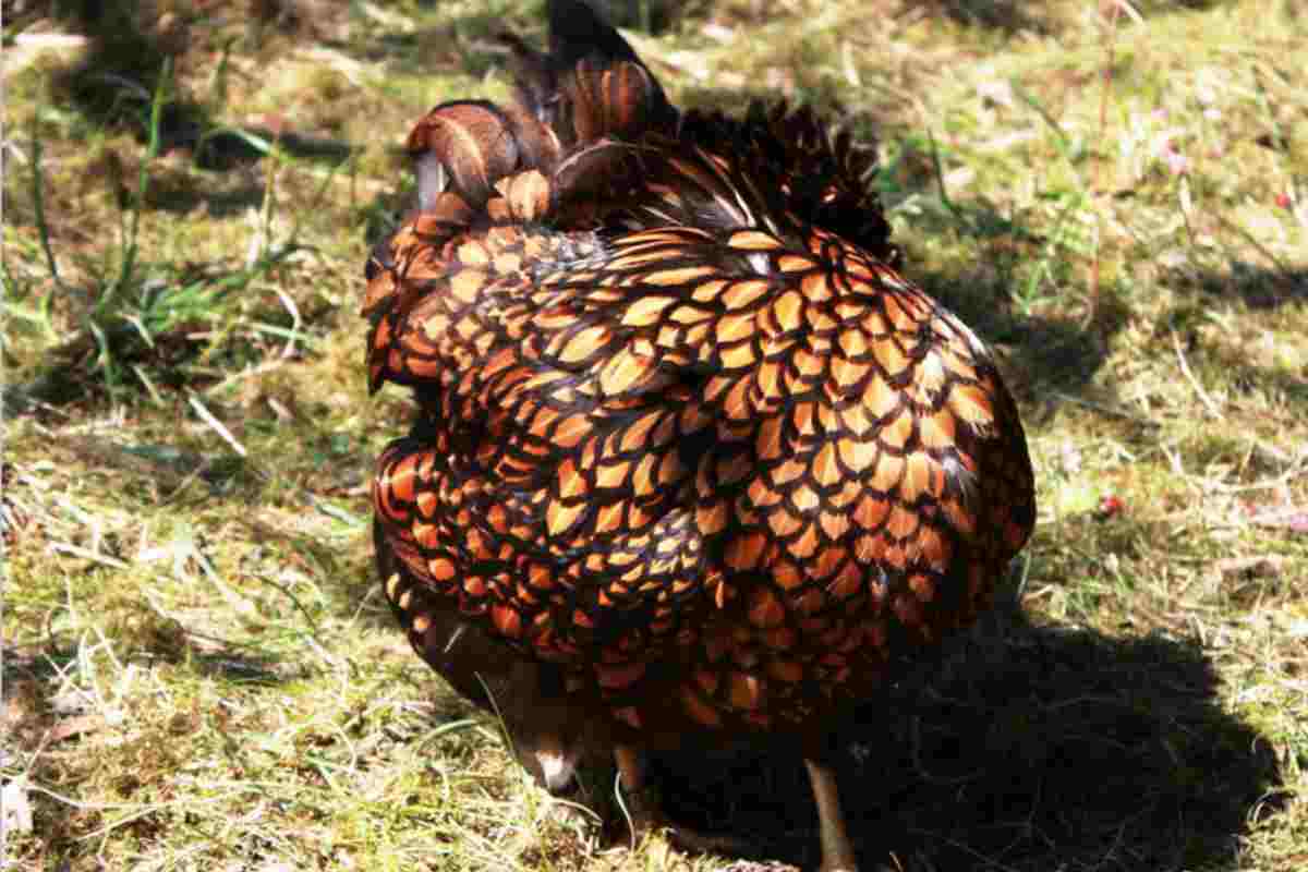 Il gallo che visse senza testa