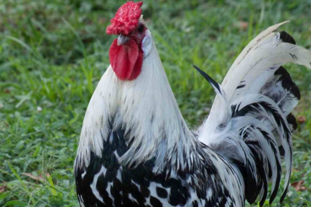 Gallo sopravvive alla decapitazione