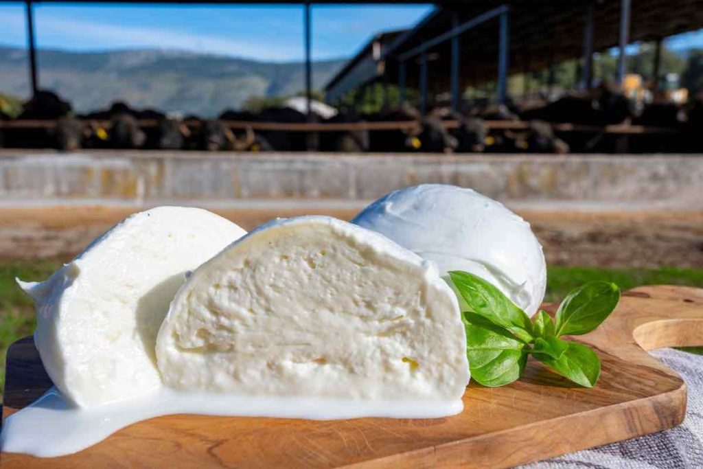 mozzarella di bufala