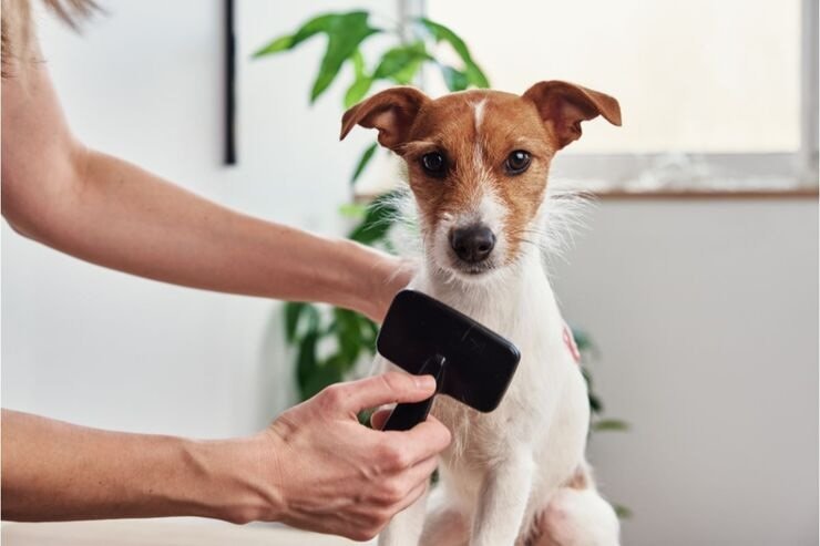 Trucchi per eliminare peli di animali sul divano