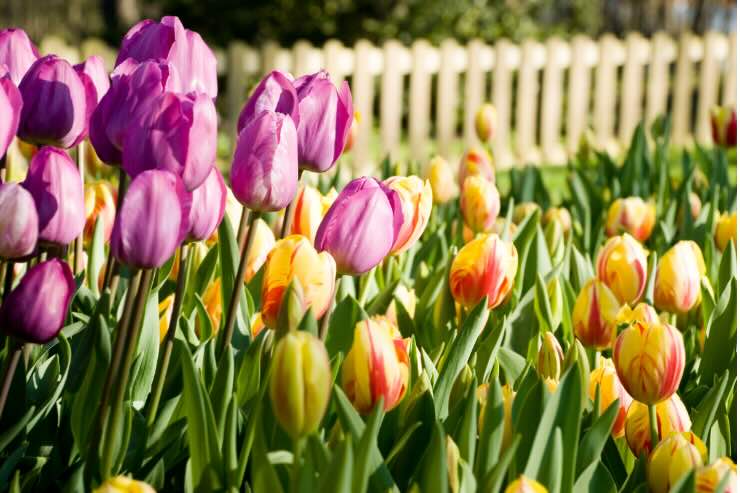 cosa piantare a settembre nel proprio giardino