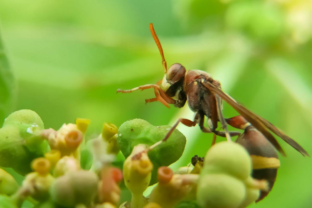 Allarme Vespa orientalis