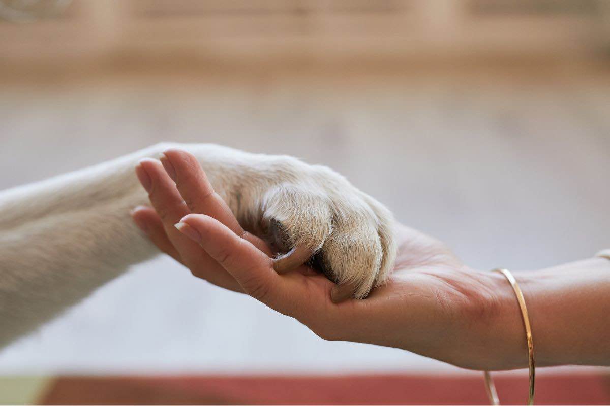 Come evitare che i parassiti degli animali domestici entrino in casa