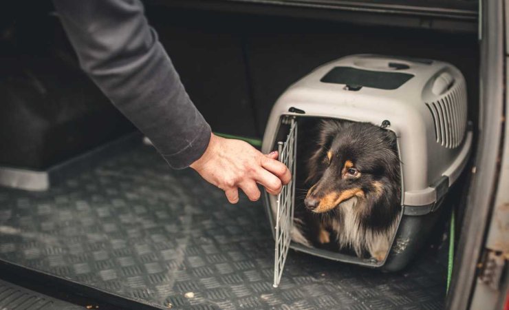 Cosa dice il codice della strada sul trasporto in auto di cani