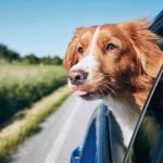 Come trasportare il cane in auto