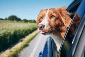 Come trasportare il cane in auto