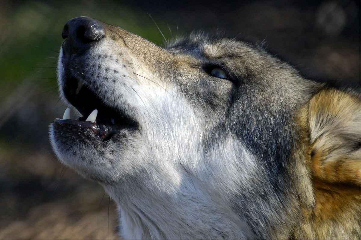 Convivere con il lupo, Legambiente: "In Europa hanno inciso le lobby. Ma l'Abruzzo è custode di buone pratiche"