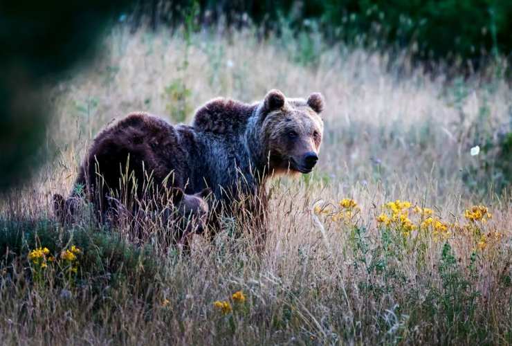 Come comportarsi se incontriamo un orso