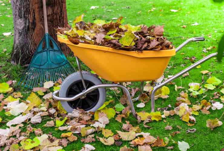 Meglio lasciare o raccogliere le foglie cadute in giardino