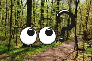 foresta e punto interrogativo