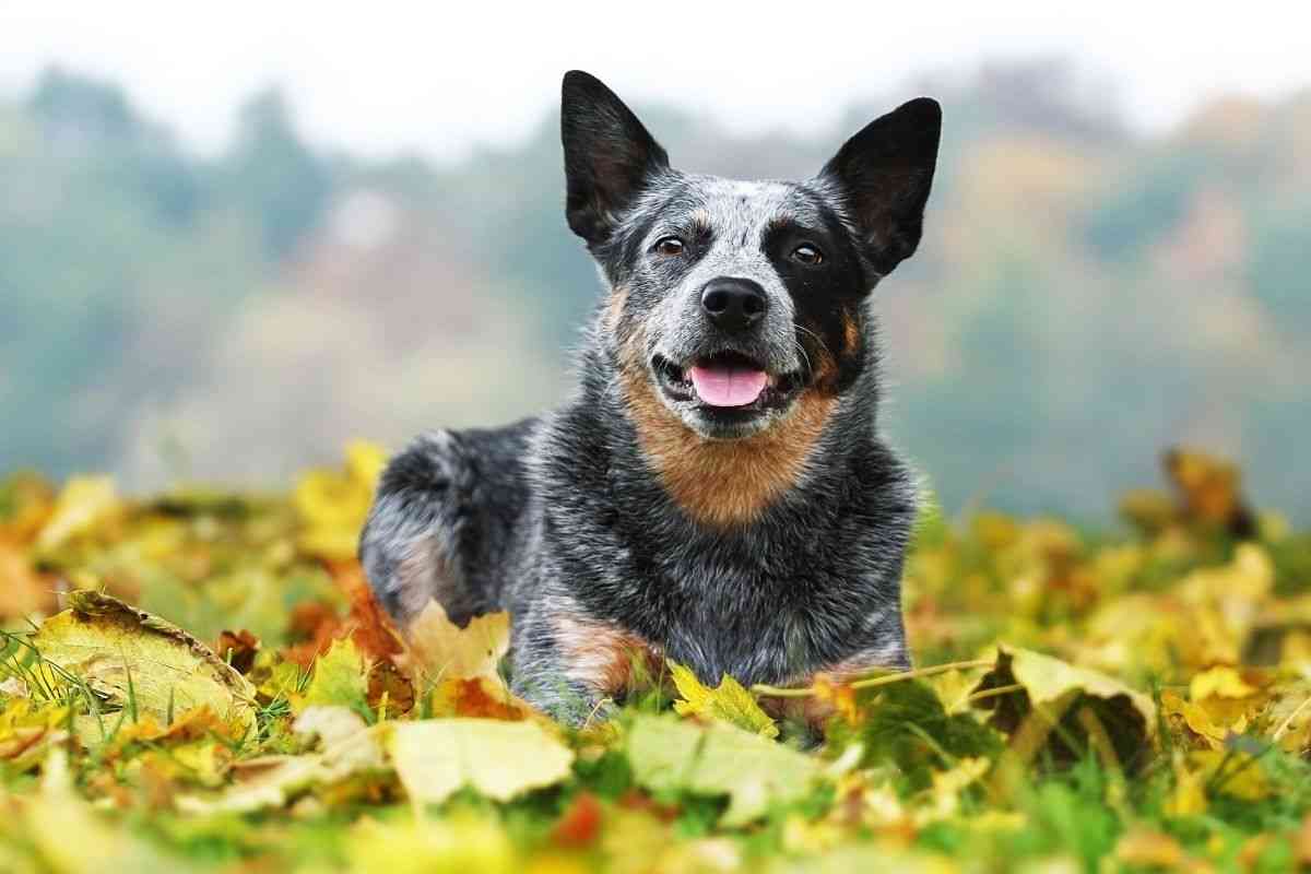 cane più vecchio del mondo