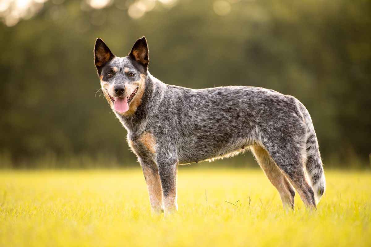 cane più vecchio del mondo