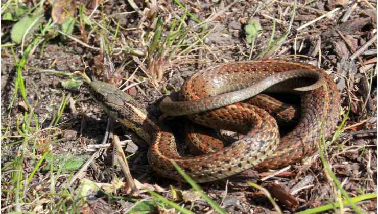 Una specie di serpente molto pericolosa avvistata a Roma