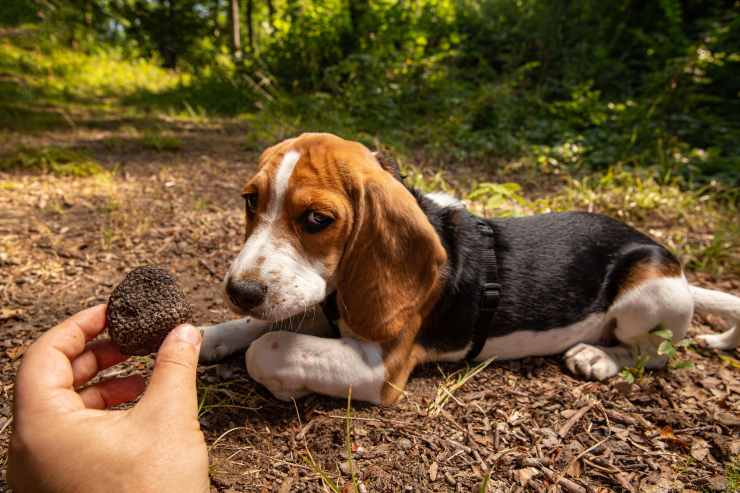 cane da tartufo