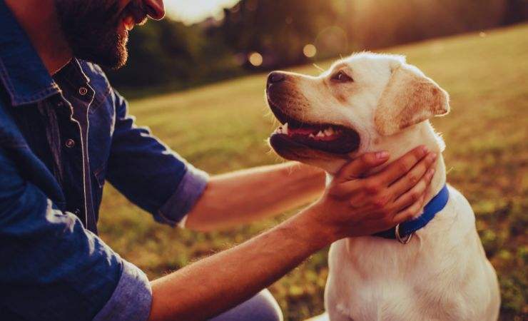 Cani e divorzio