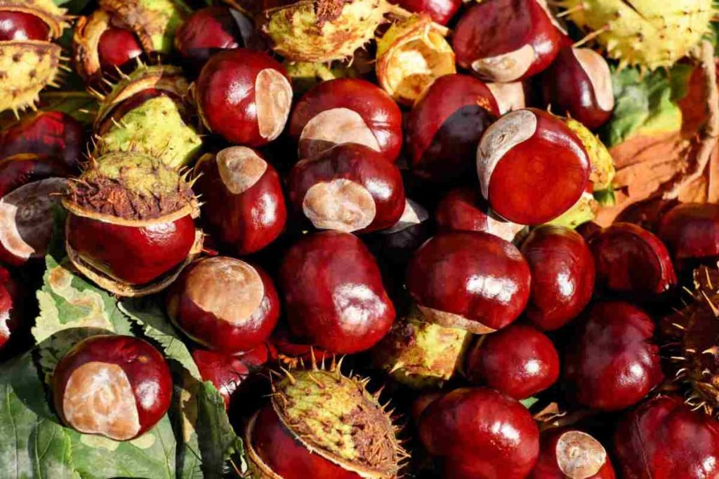 castagne più buone in abruzzo