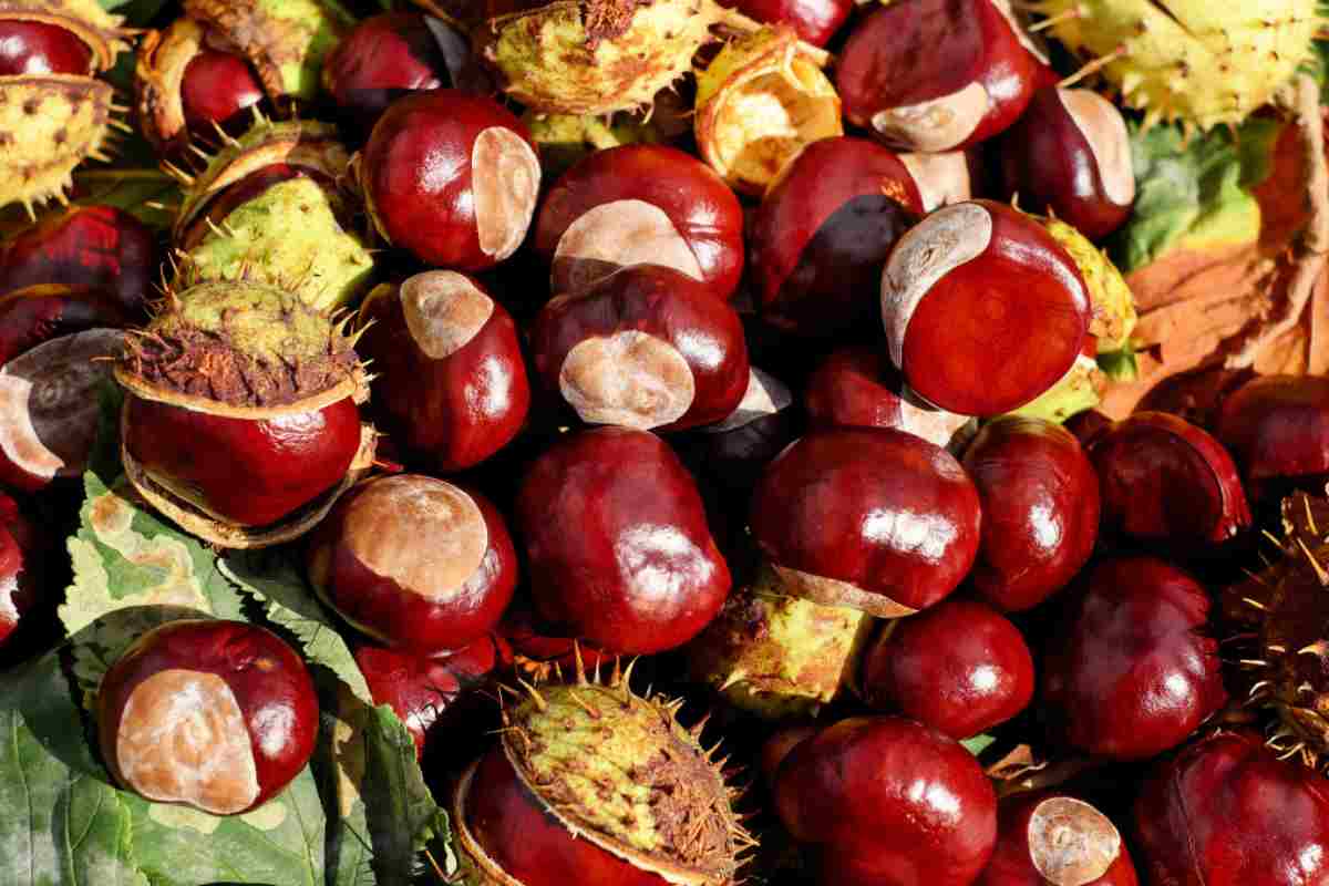 castagne più buone in abruzzo