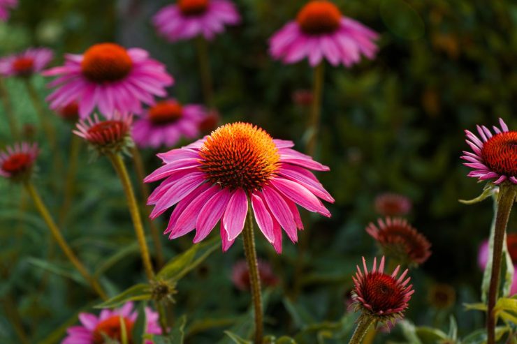 echinacea