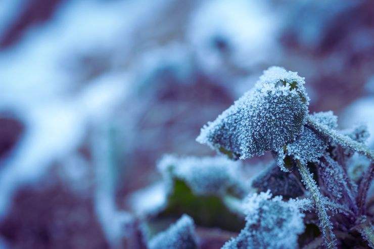 Coprire le piante per l'inverno