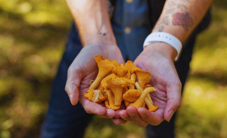 delle mani con dei funghi appena raccolti