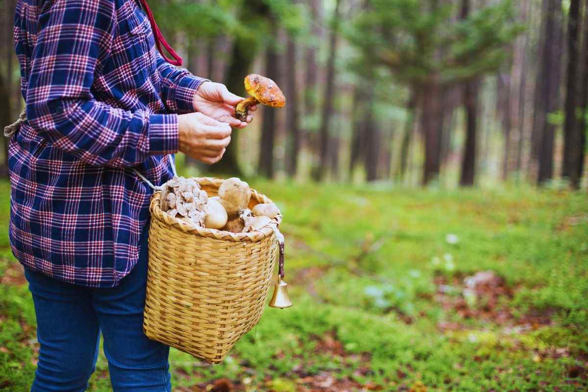 una ragazza raccoglie in un cesto dei funghi