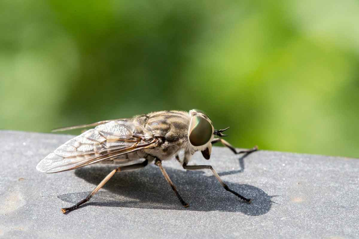 Uomo infettato dal verme Loa Loa