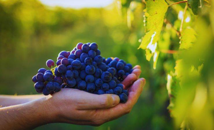 Come va la vendemmia abruzzese