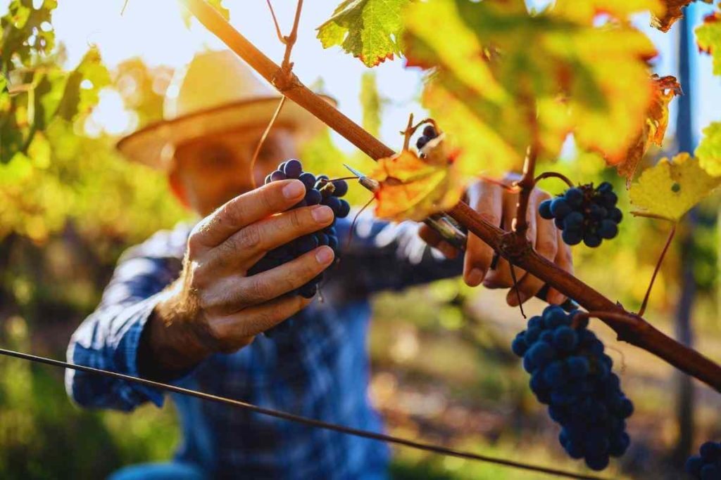 Come va l'uva in abruzzo