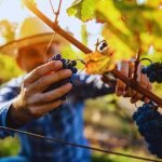 Come va l'uva in abruzzo