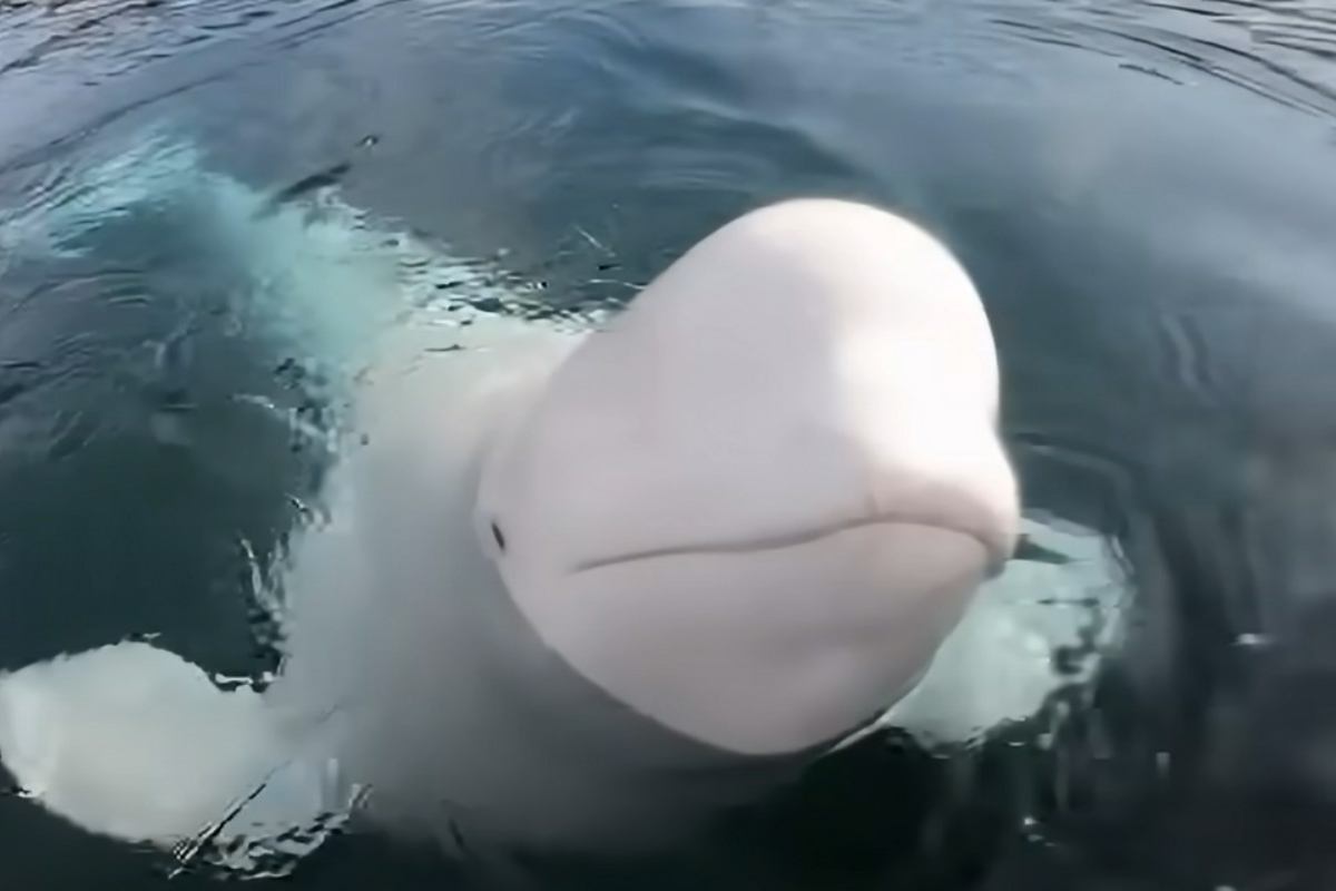 Beluga