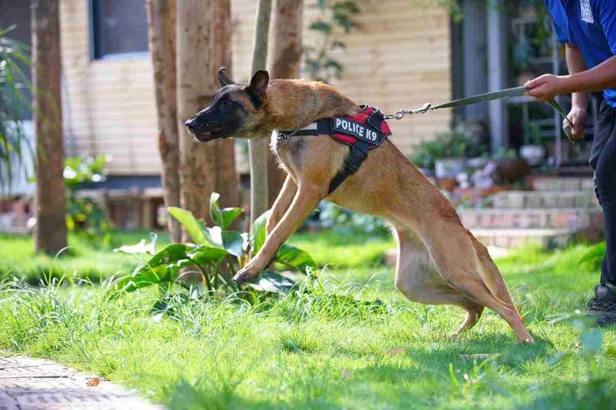 Un cane uccida una bambina di dieci anni