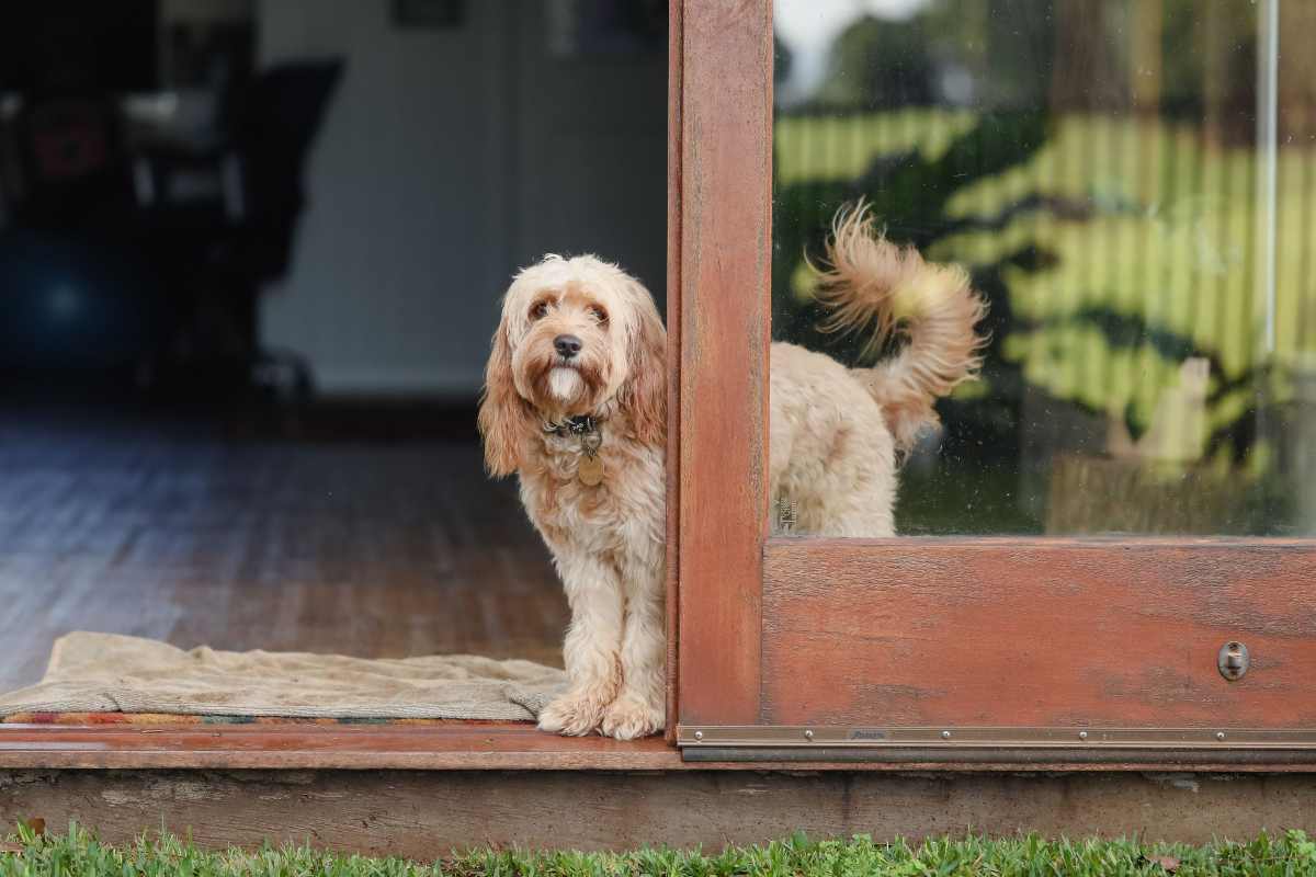 Cane sul ciglio della porta