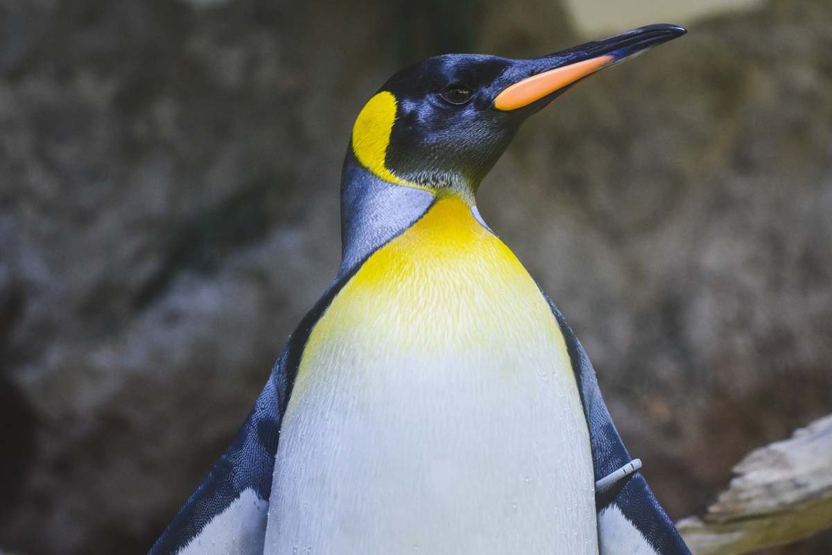 L'incredibile viaggio di un pinguino