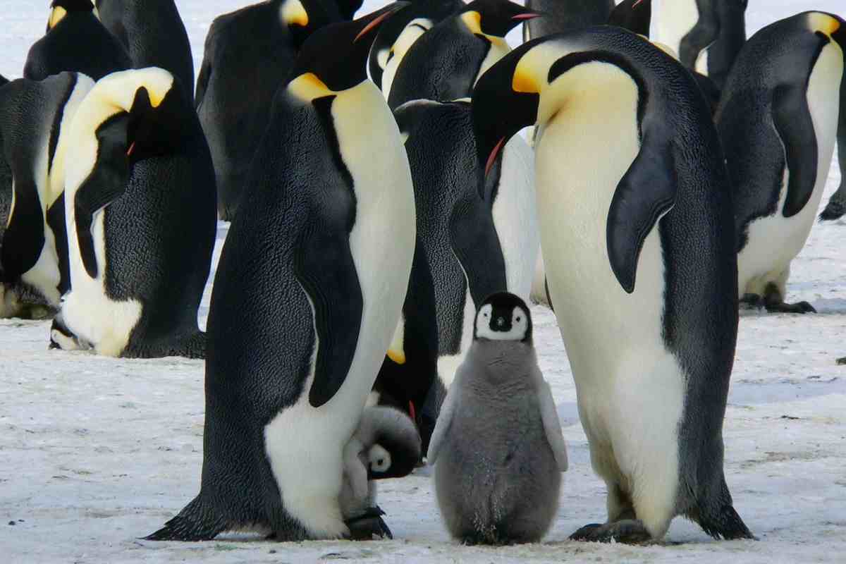 L’incredibile viaggio del pinguino imperatore: “Non riuscivamo a crederci”