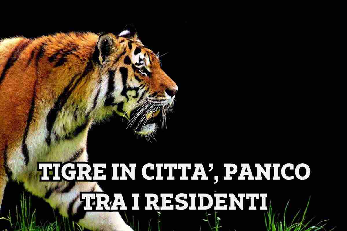 Tigre