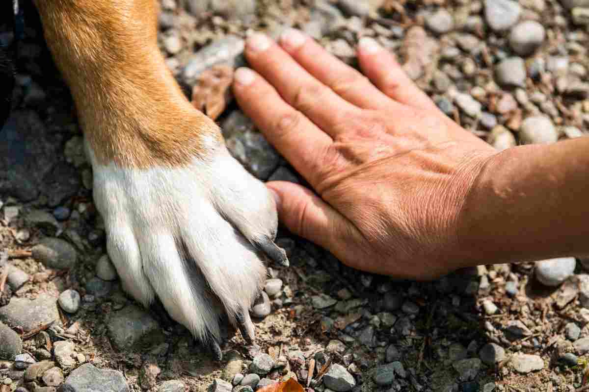 Bambina di 10 anni uccisa dal proprio cane: “Non è chiaro cosa sia successo”