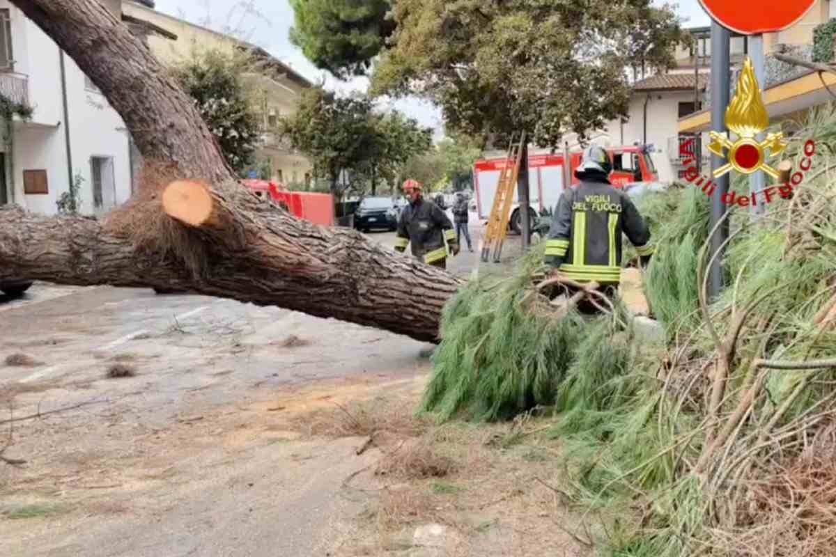 un albero caduto per l'alluvione