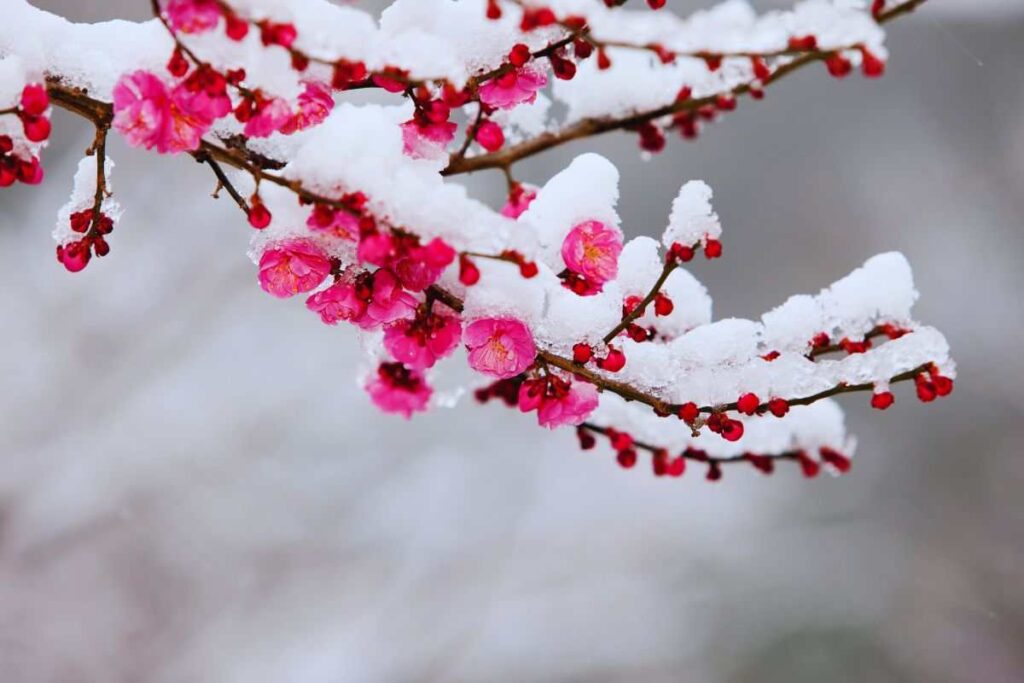 neve su un albero