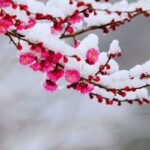 neve su un albero