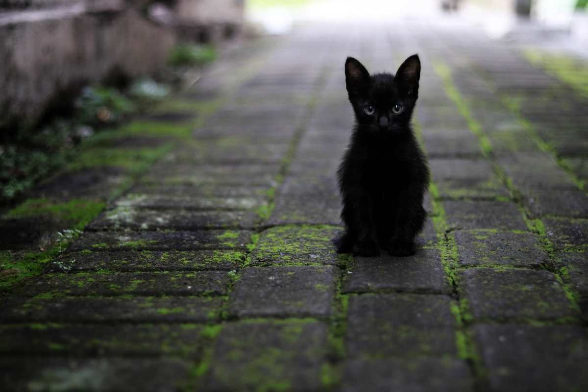 Gatto per strada