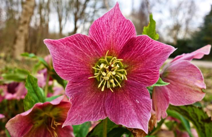 Fiore di Elleboro