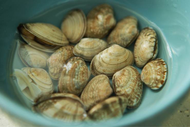 vongole nell'acqua